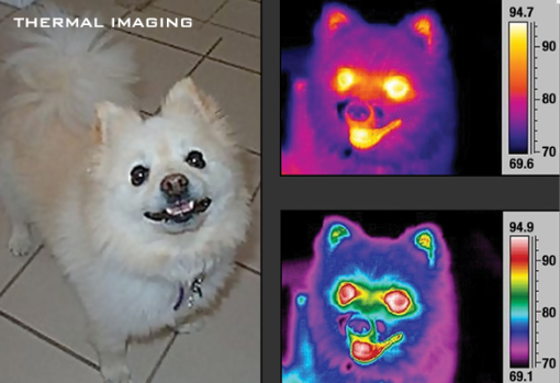 A photo of a Pomeranian dog in natural light vs a thermal camera image