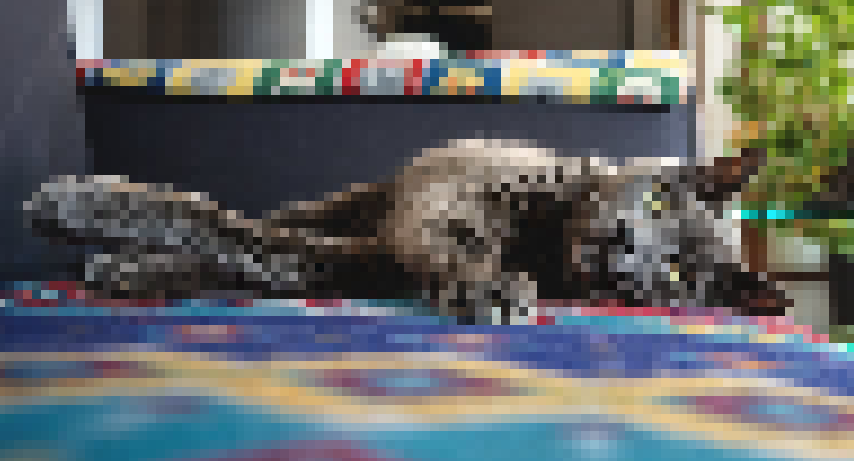 A cat lying on a blanker, image in low resolution